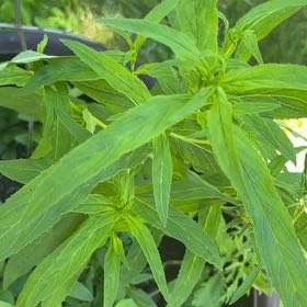 Photo of the plant species Square-Stemmed Willowherb by @LovingSaltcedar named Plato on Greg, the plant care app