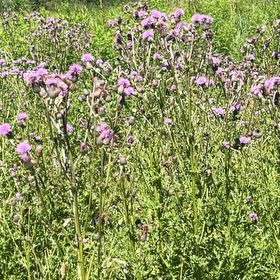 Photo of the plant species Canada Thistle by @LovingSaltcedar named Hemingway on Greg, the plant care app