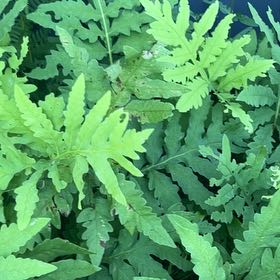 Photo of the plant species Sensitive Fern by @LovingSaltcedar named Homer on Greg, the plant care app
