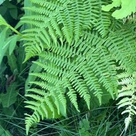 Photo of the plant species Bracken Fern by @LovingSaltcedar named Captain Plant-it on Greg, the plant care app