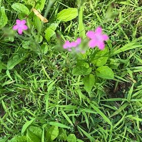 Photo of the plant species Red Campion by @LovingSaltcedar named Queen on Greg, the plant care app