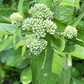 Photo of the plant species Hemp Agrimony by @LovingSaltcedar named Bigleef Smalls on Greg, the plant care app