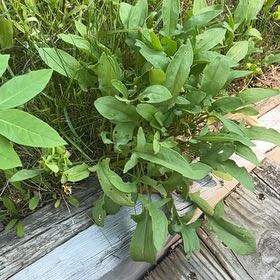 Photo of the plant species Sheep Sorrel by @LovingSaltcedar named Stella on Greg, the plant care app