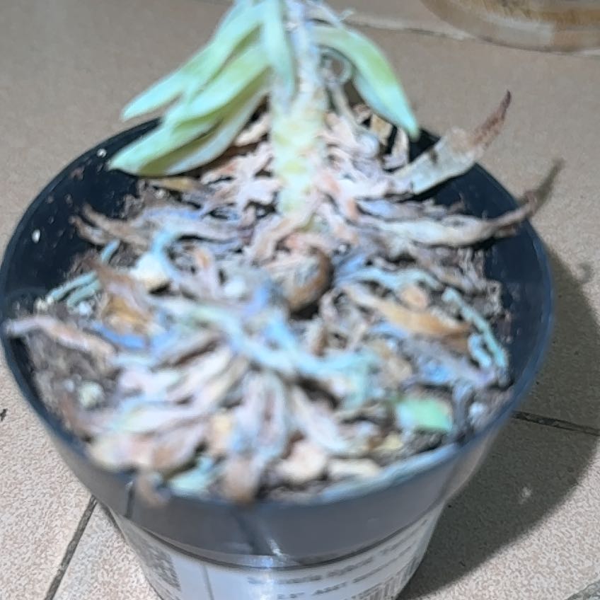 Photo of the plant species Sedeveria by @HotBibi29 named Forrest on Greg, the plant care app