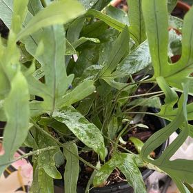 Photo of the plant species Monarch Fern by @EmpoweredRedash named Winston on Greg, the plant care app