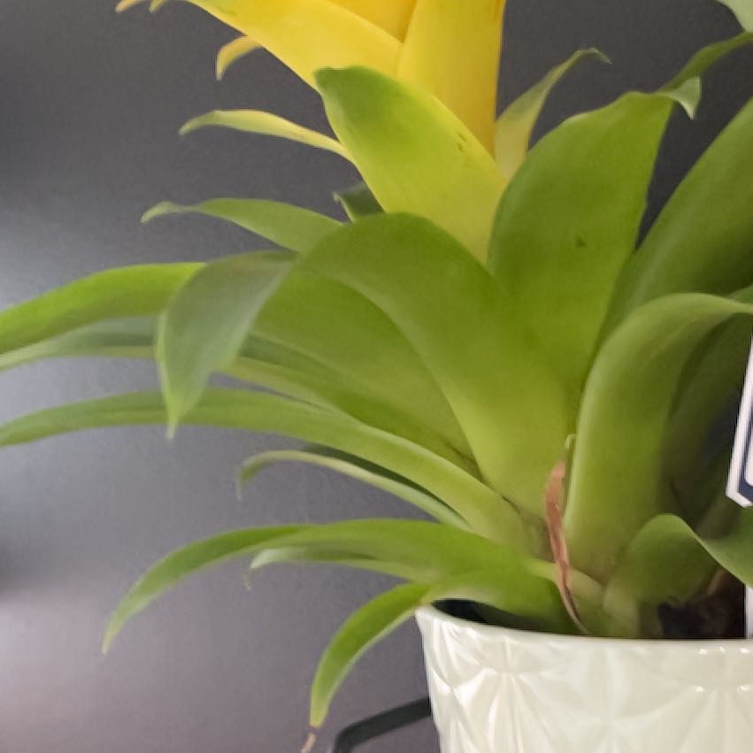 Photo of the plant species Bromeliad Medusa by @LavishRubyball9 named Sahara on Greg, the plant care app