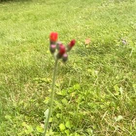 Photo of the plant species Orange Hawkweed by @AceGermander38 named Luna on Greg, the plant care app