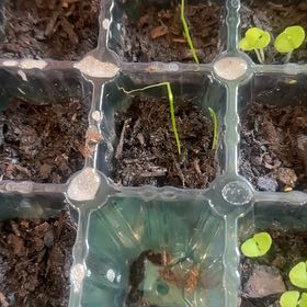 Photo of the plant species Chives 'Staro' by @IconPinoak2 named Bella on Greg, the plant care app