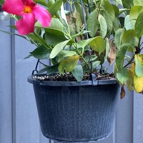 Photo of the plant species Dipladenia by @YesPunanova23 named Spike Leaves on Greg, the plant care app