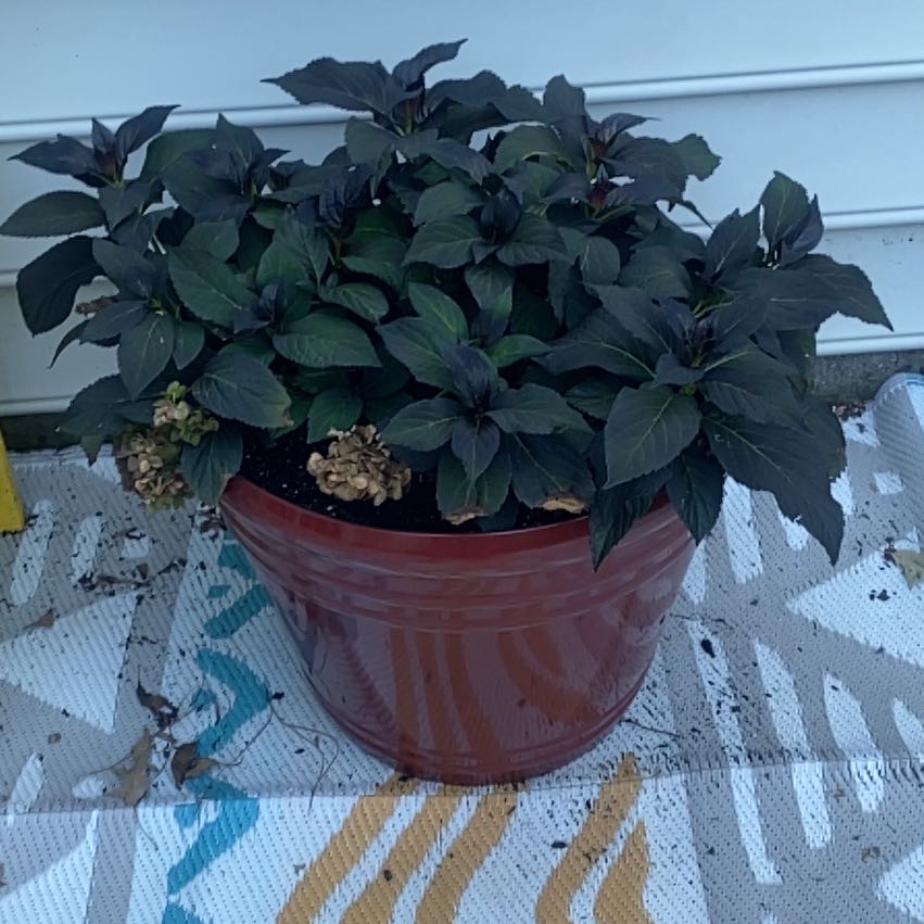 Photo of the plant species Eclipse Hydrangea by @YesPunanova23 named Keanu Leaves on Greg, the plant care app