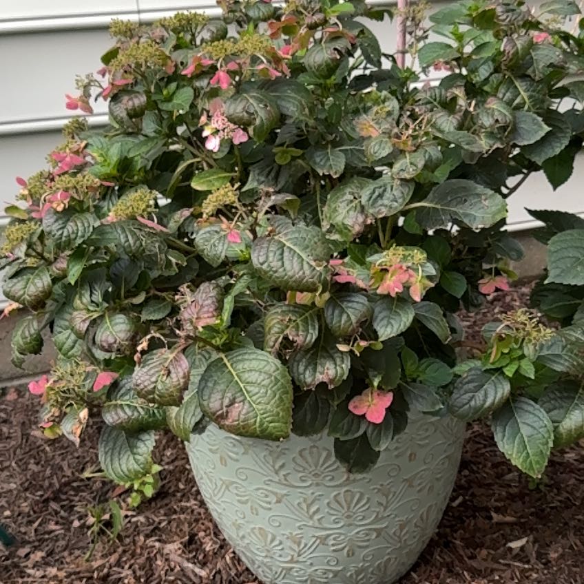 Photo of the plant species Penny Mac by @YesPunanova23 named Kylie on Greg, the plant care app