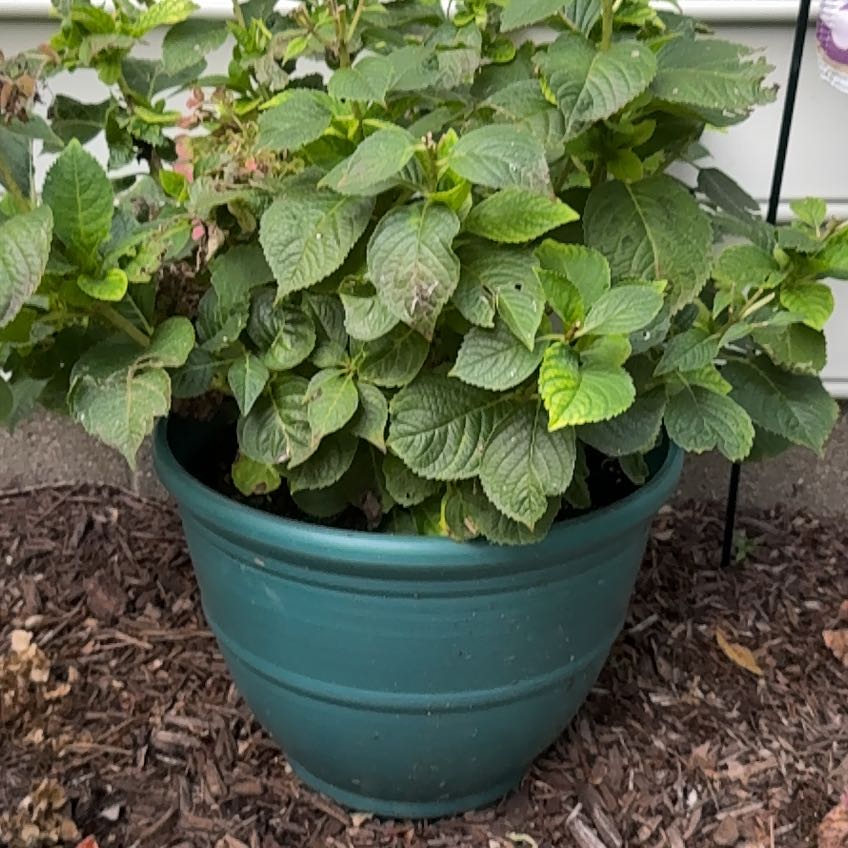 Photo of the plant species Summer Crush Hydrangea by @YesPunanova23 named Leonardo on Greg, the plant care app