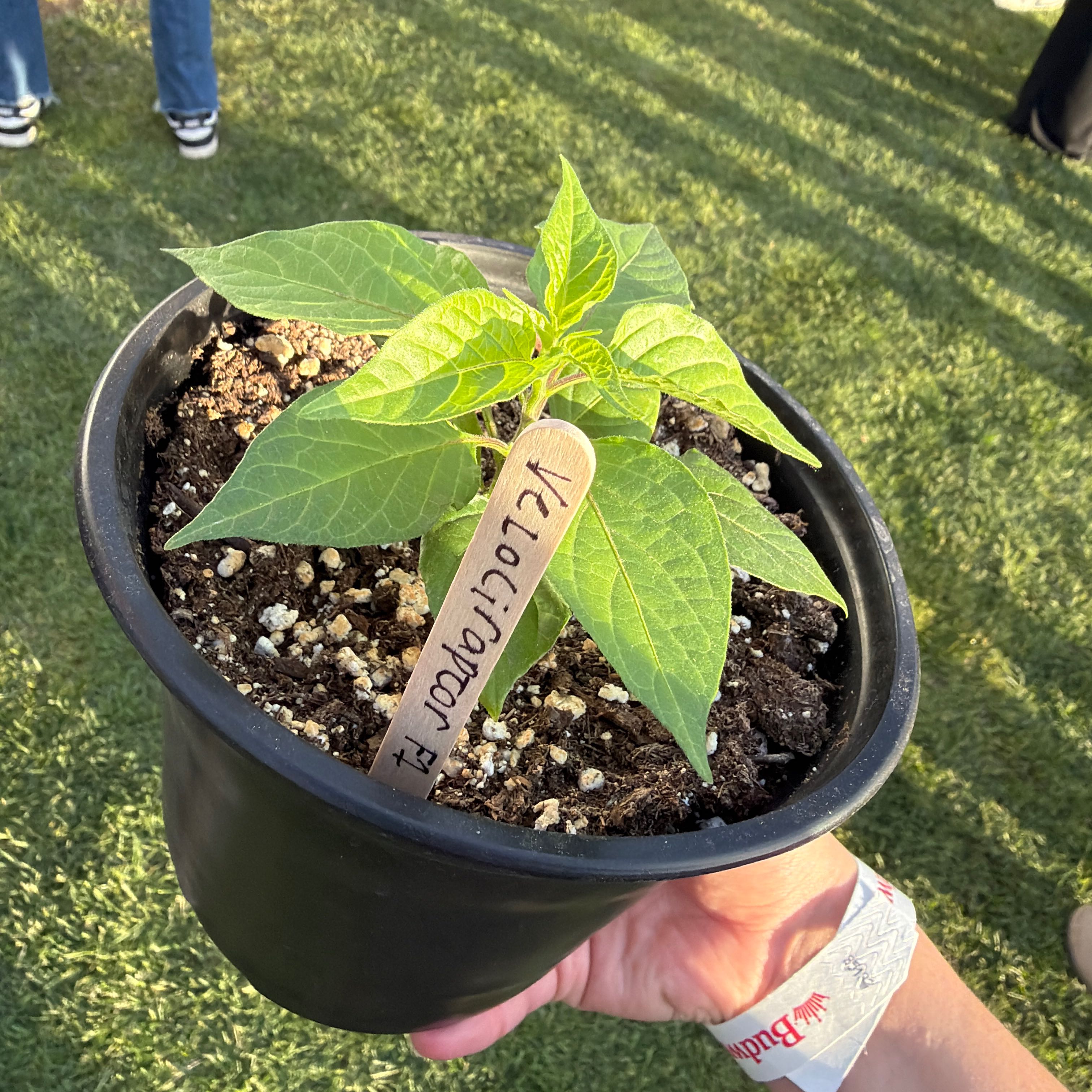 Photo of the plant species Habanero Pepper by @WillDecodon22 named Duke on Greg, the plant care app