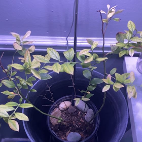 Photo of the plant species Legacy Blueberry Bush by @FabWeed78 named Legacy on Greg, the plant care app