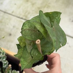 Photo of the plant species Roxana Arrowhead Plant by @HunkyMakole2 named Sonora on Greg, the plant care app