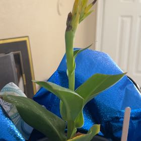 Photo of the plant species Cannova Yellow Canna by @HardyChards80 named Lilly Loo on Greg, the plant care app