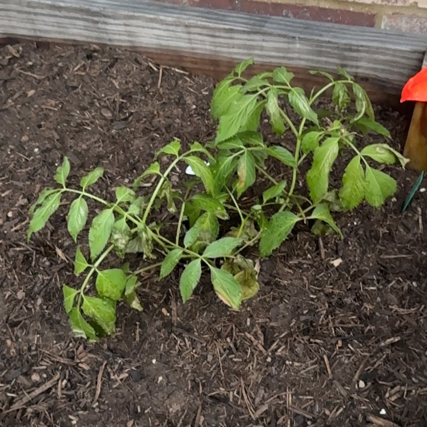 Photo of the plant species Johns Elderberry by @BigMendoza67 named Gaga on Greg, the plant care app