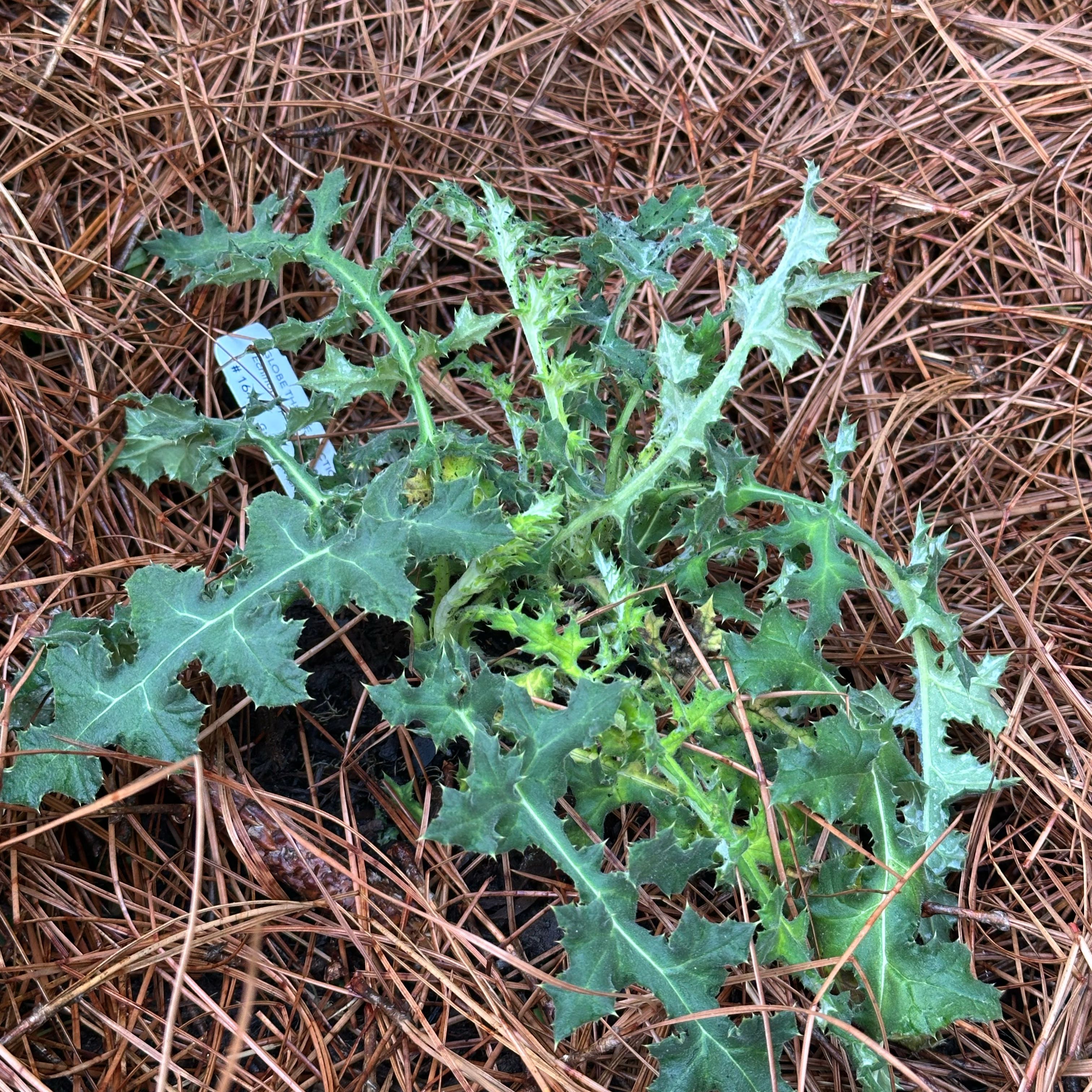 Photo of the plant species Arctic Glow Globe Thistle by @PoignantLemon6 named McKinley on Greg, the plant care app