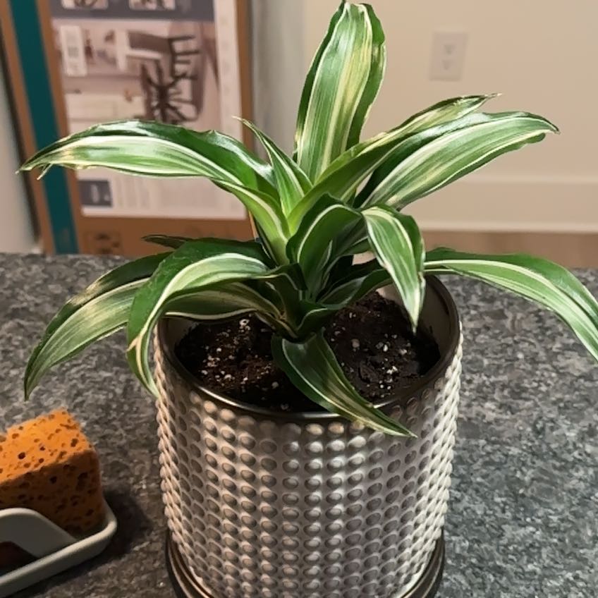 Photo of the plant species Dracaena Jade Jewel by @PoignantLemon6 named Kendall on Greg, the plant care app
