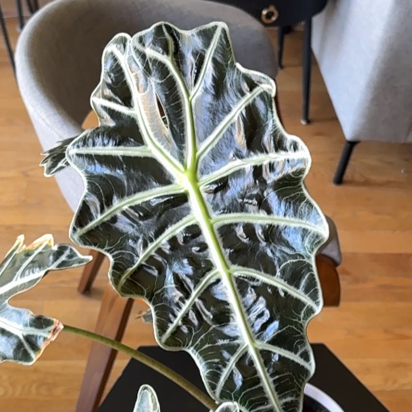Photo of the plant species African Mask by @RadIcecaps24 named Mollie on Greg, the plant care app