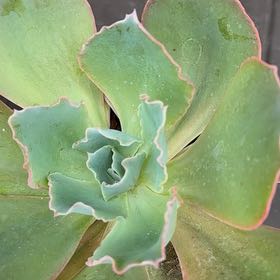 Photo of the plant species Echeveria 'Sahara' by @TrueMingfern95 named McKinley on Greg, the plant care app