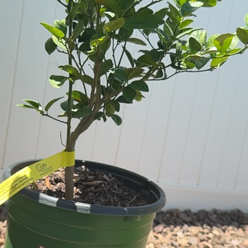 Photo of the plant species Thornless Key Lime by @JollyPapaya10 named McKinley on Greg, the plant care app
