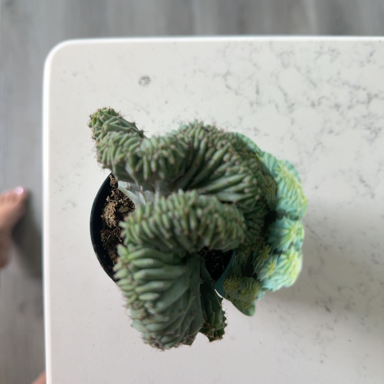 Photo of the plant species Myrtillocactus geometrizans f. cristata 'Indigo Wave' by @TutorTamarack63 named Twisted Spike on Greg, the plant care app