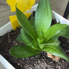 Photo of the plant species Andrews Clintonia by @KindAnise78 named Fernie Mac on Greg, the plant care app