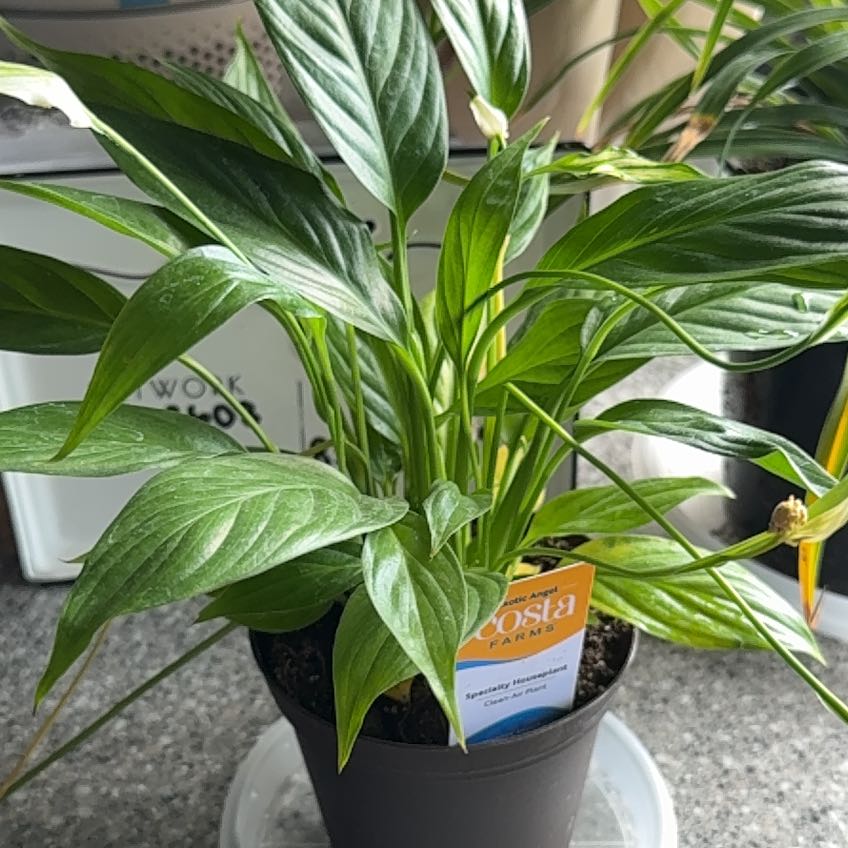Photo of the plant species Exotic Angel by @SublimeColeus3 named Bieber on Greg, the plant care app