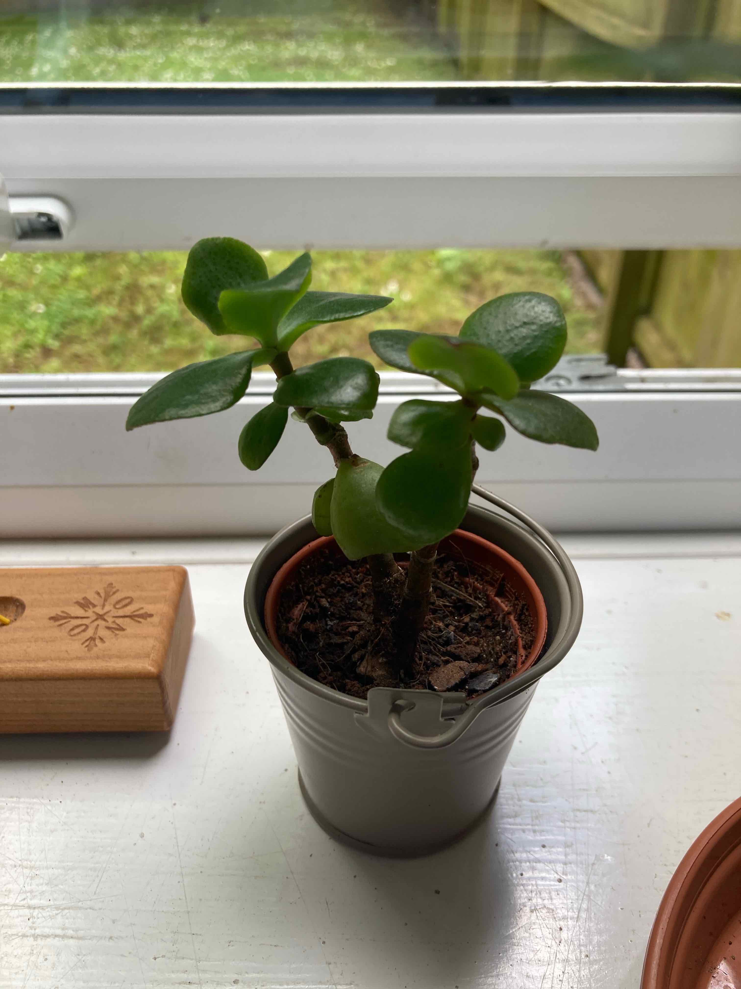 Photo of the plant species Curly Jade Succulent by @YouAreFading named Ulysses S Plant on Greg, the plant care app
