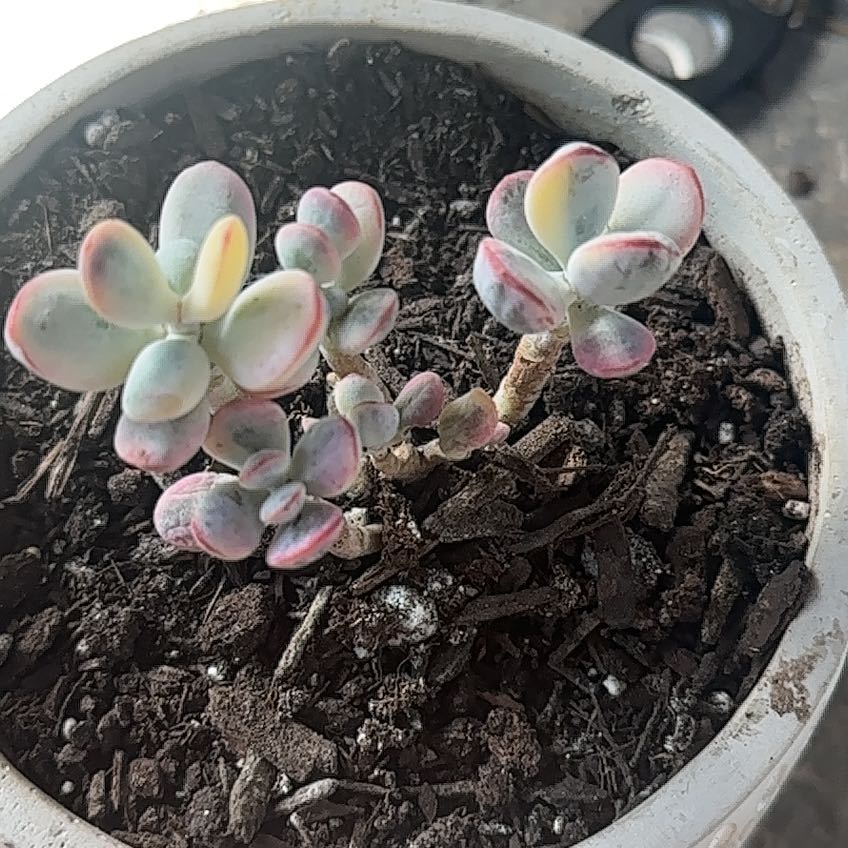 Photo of the plant species Cotyledon orbiculata 'Oophylla Variegata' by @LadyHardbeech7 named Tolkien on Greg, the plant care app