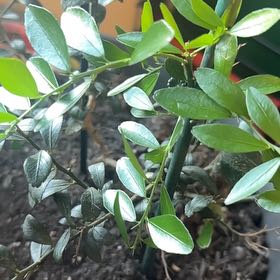 Photo of the plant species Caviar Lime by @LadyHardbeech7 named Luna on Greg, the plant care app