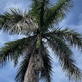 Photo of the plant species Roystonea Regia by @YummyLimetuff31 named Clooney on Greg, the plant care app