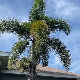 Photo of the plant species Roystonea Regia by @YummyLimetuff31 named Messi on Greg, the plant care app