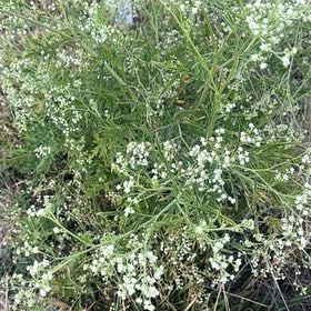 Photo of the plant species Wild Wormwood by @FitCobnut46 named Marley on Greg, the plant care app