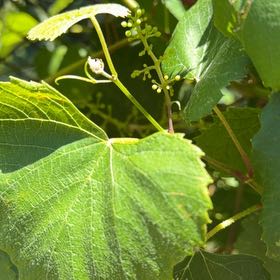 Photo of the plant species Graybark Grape by @YesCapemay33 named Nemo on Greg, the plant care app