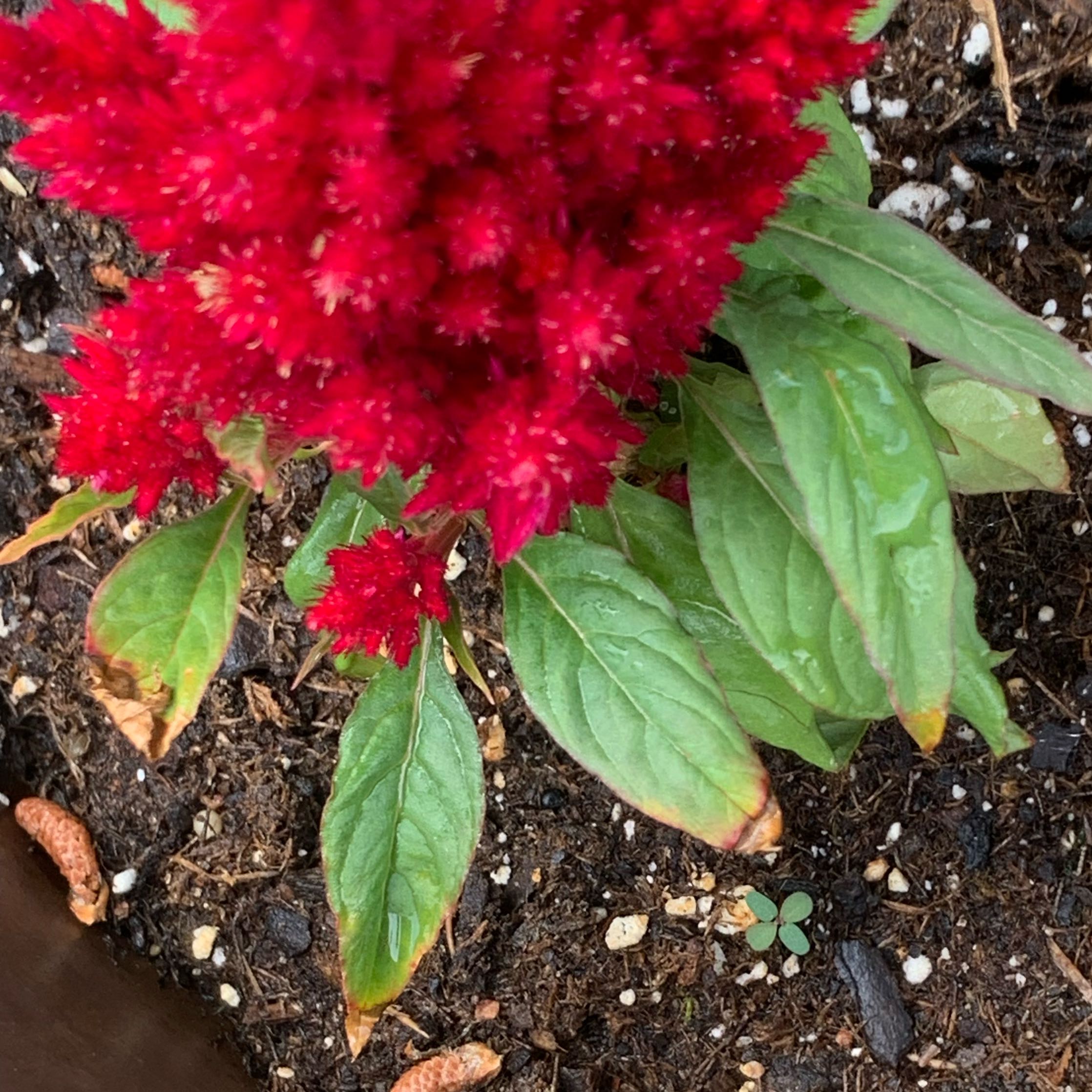 Photo of the plant species Kimono Red Celosia by @FabAssamtea57 named Fernie Trio on Greg, the plant care app