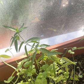 Photo of the plant species Caper Spurge by @YummyJade23 named Gaga on Greg, the plant care app