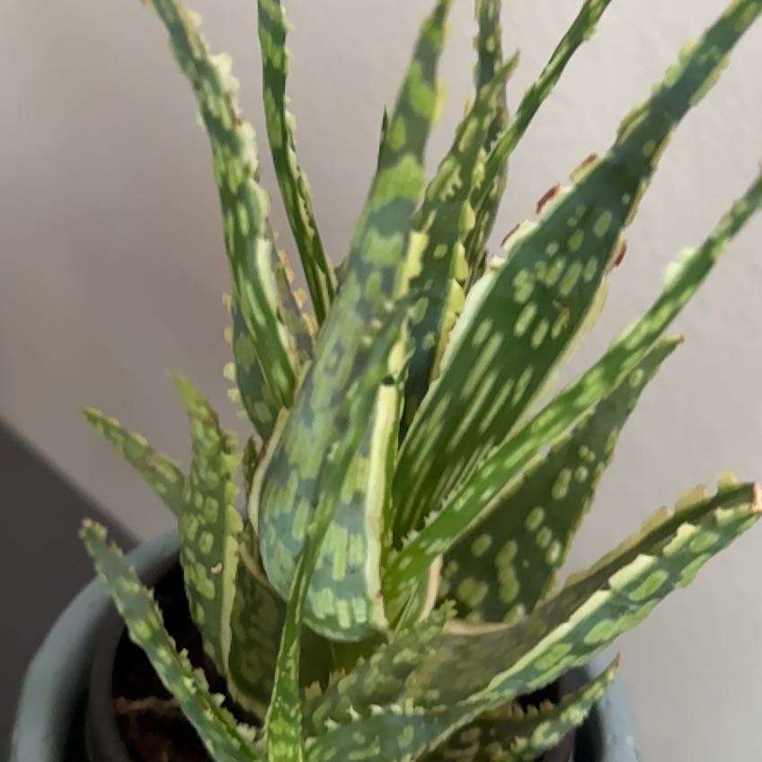 Photo of the plant species Aloe 'Krakatoa' by @Kaylyn named Hemingway on Greg, the plant care app