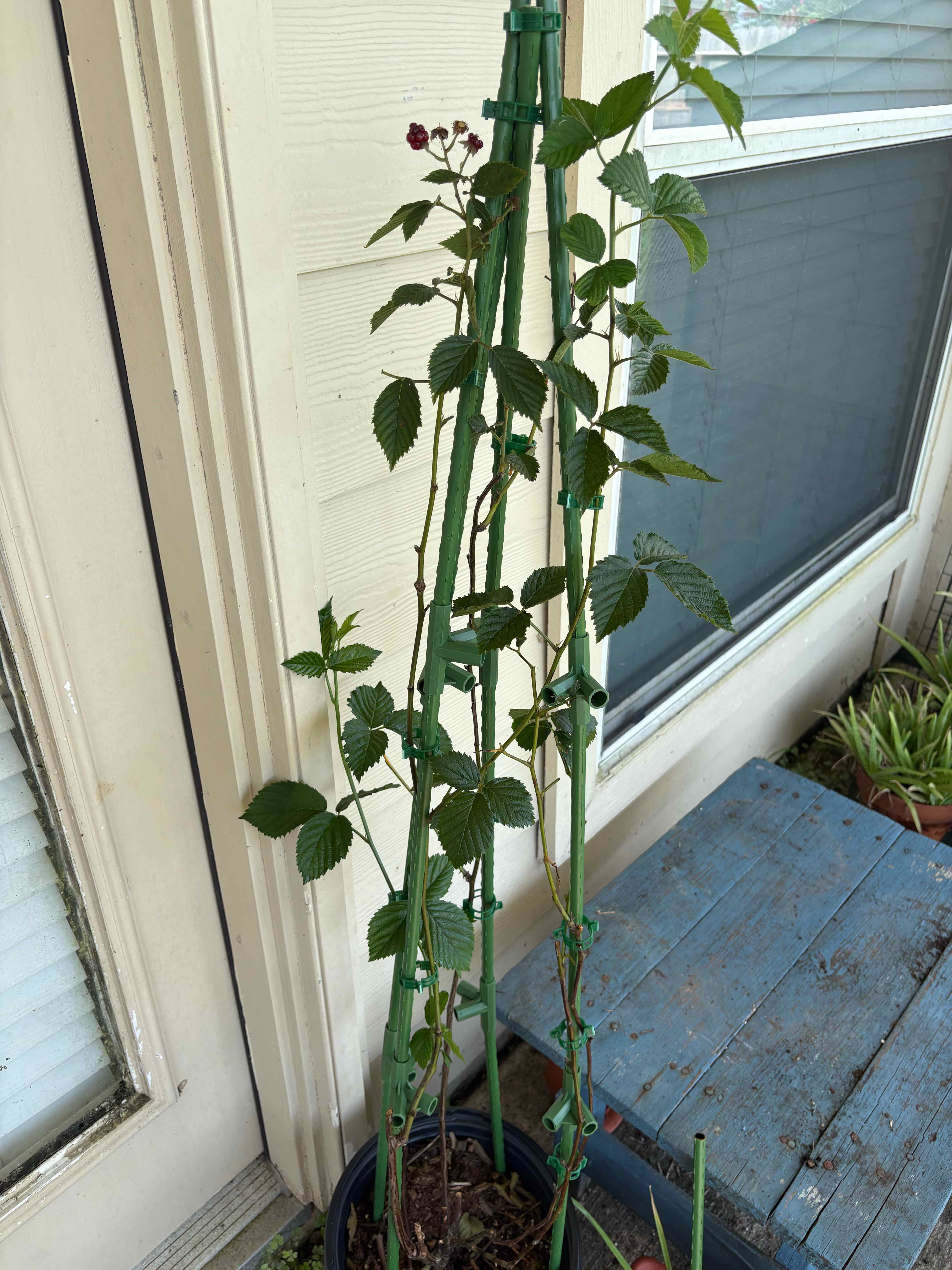 Photo of the plant species Osage Blackberry by @UniquelySapote named Winston on Greg, the plant care app