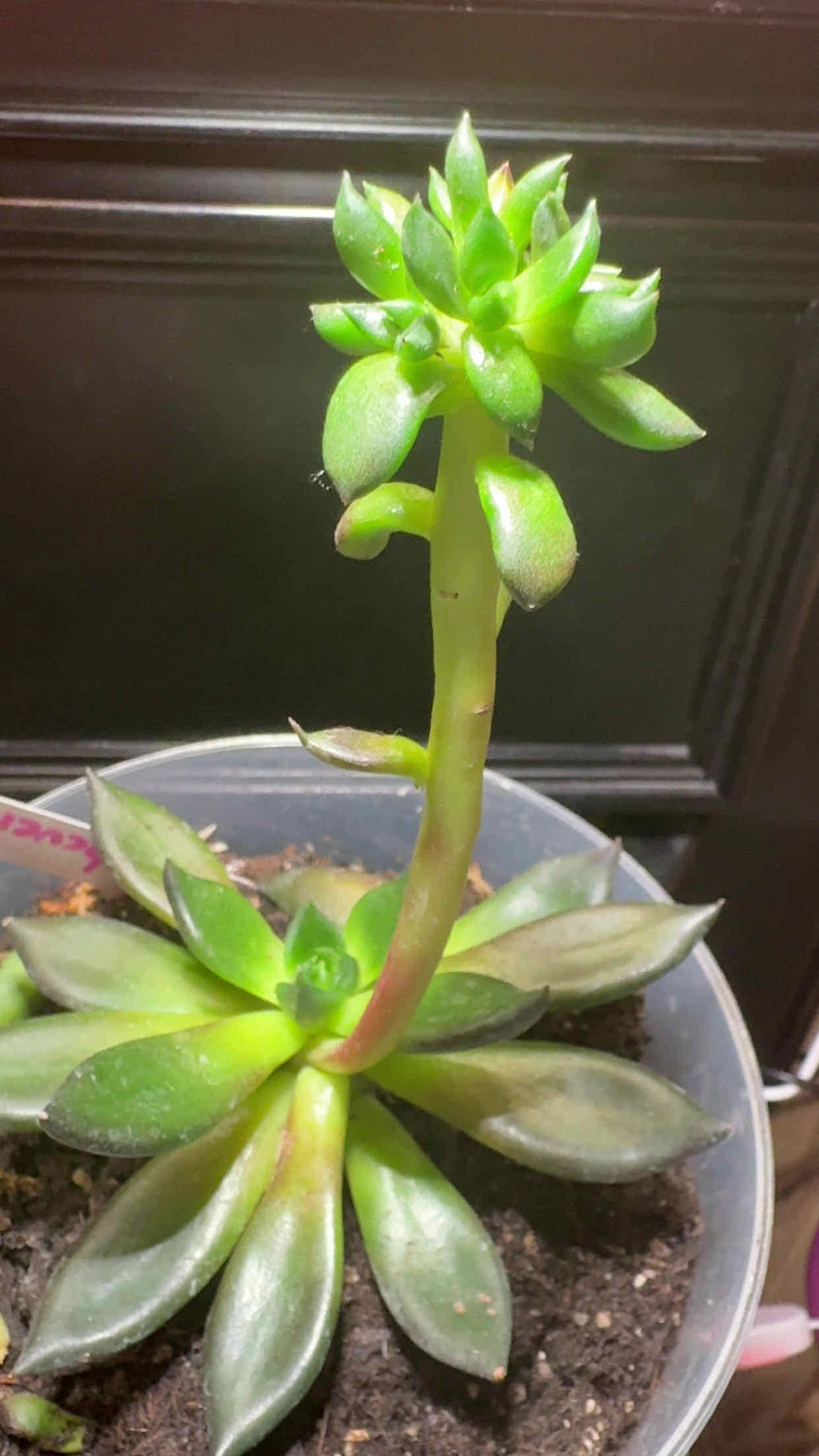 Photo of the plant species Echeveria hybrid sp. by @UniquelySapote named Harry on Greg, the plant care app