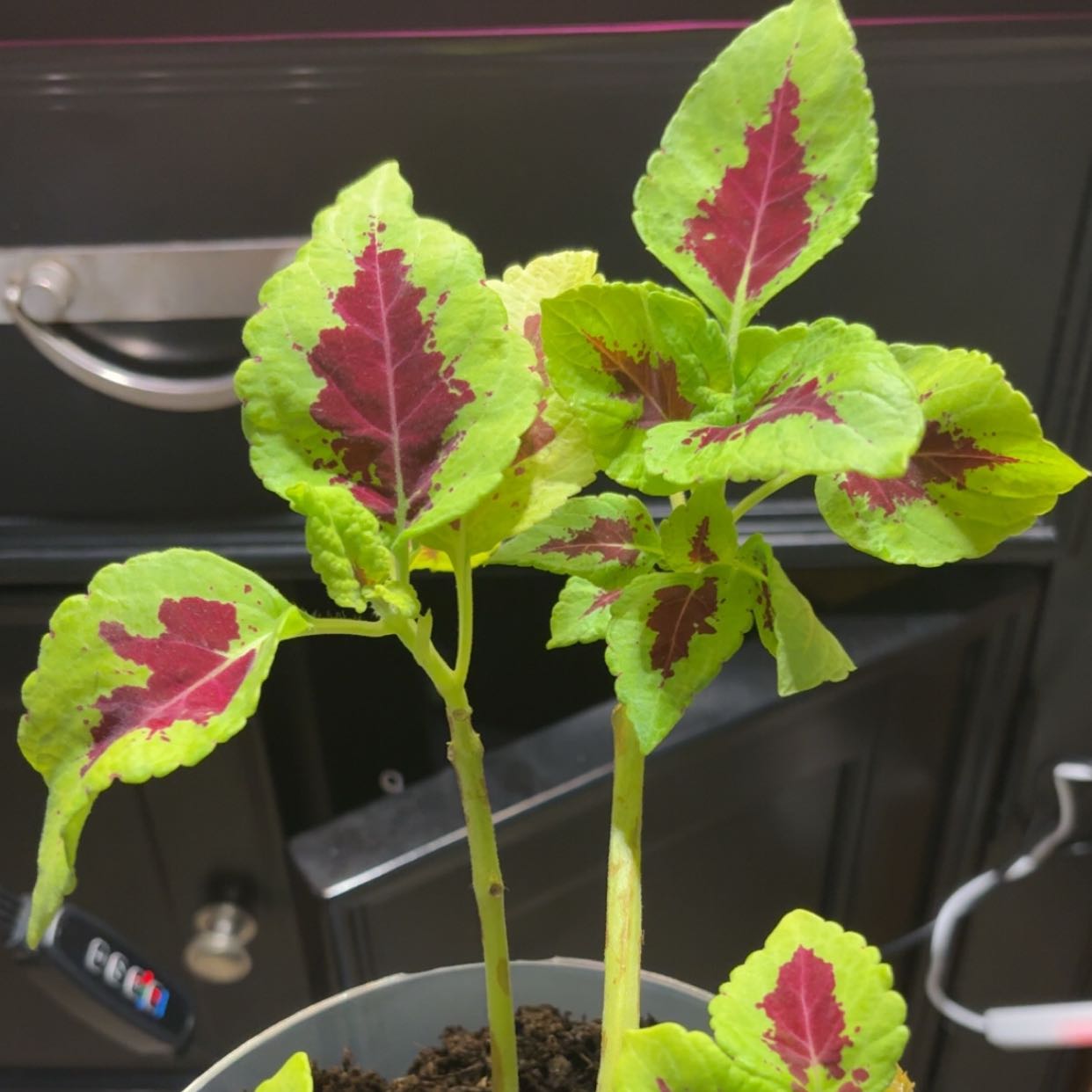 Photo of the plant species Kong Scarlet by @UniquelySapote named King on Greg, the plant care app