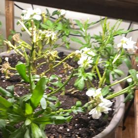 Photo of the plant species Gardenia augusta 'Florida' by @SpicyQuenepa87 named Emerson on Greg, the plant care app