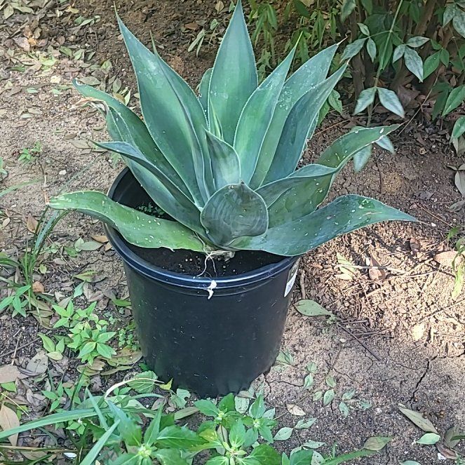 Photo of the plant species Agave 'Blue Flame' by @VividCattleya62 named Gregarious on Greg, the plant care app