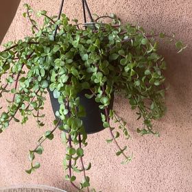 Photo of the plant species Rainbow Bush by @ProGreyghost75 named rainbow glitter 💛 on Greg, the plant care app