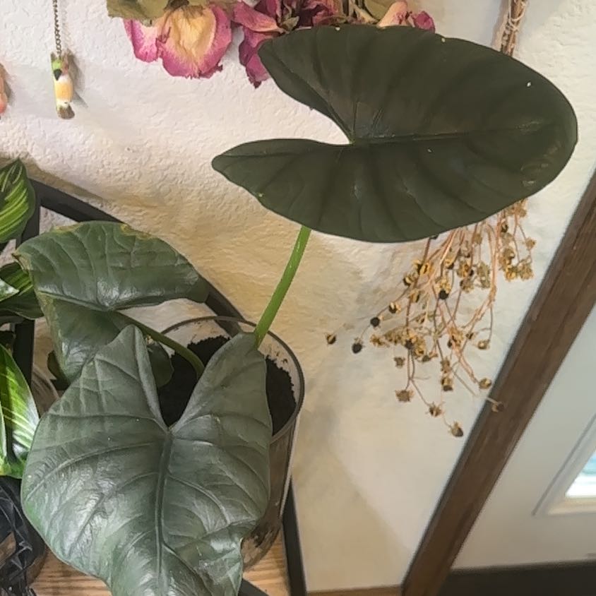 Photo of the plant species Alocasia Dark Miri by @PowerfulTutu named Orwell on Greg, the plant care app