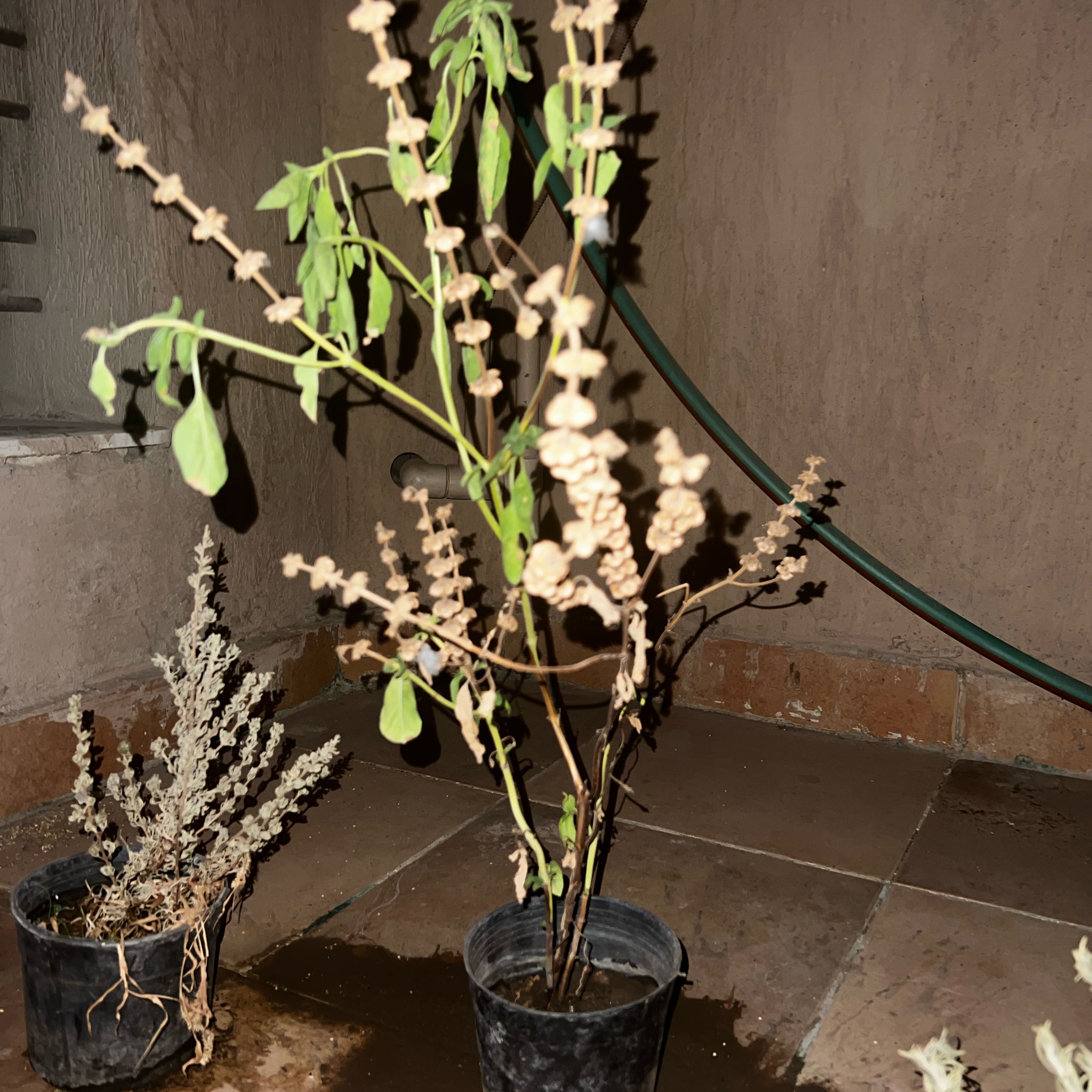 Photo of the plant species Siam Basil by @GemBreadnut17 named Nithin on Greg, the plant care app