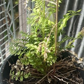 Photo of the plant species Jacob's Ladder by @HipCanna72 named Walt on Greg, the plant care app