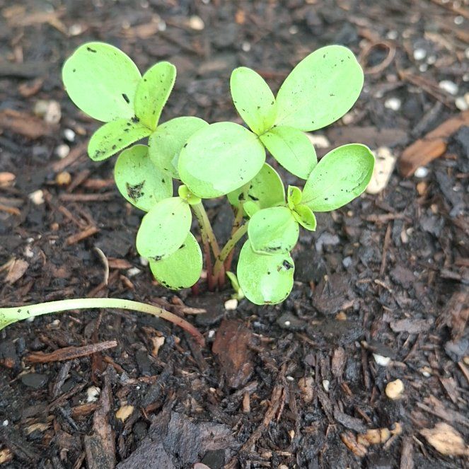 Photo of the plant species Sunny Sunflower by @SirConecatus24 named Khaleesi on Greg, the plant care app