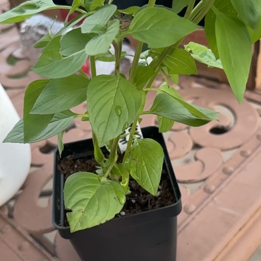 Photo of the plant species Lemon Basil by @NoblyHoya45 named Forrest on Greg, the plant care app